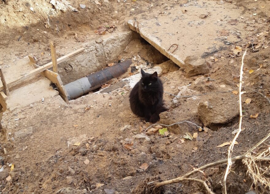 В Твери кошка сидит в яме и верно ждет своего хозяина