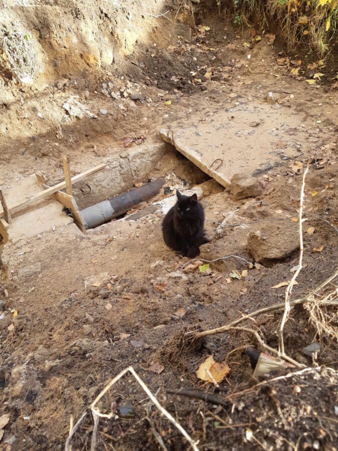 В Твери кошка сидит в яме и верно ждет своего хозяина