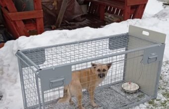 Жители Тверской области предлагают отлавливать нерадивых хозяев вместо собак Жители Тверской области предлагают отлавливать нерадивых хозяев вместо собак