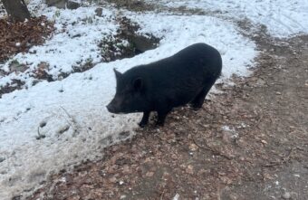 Город в Тверской области атаковали черные свиньи