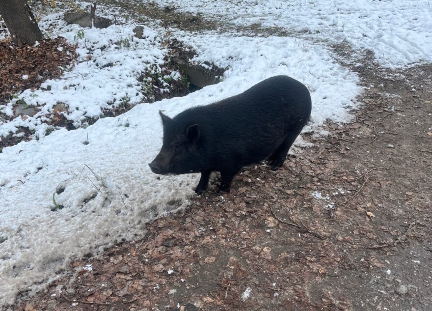 Город в Тверской области атаковали черные свиньи