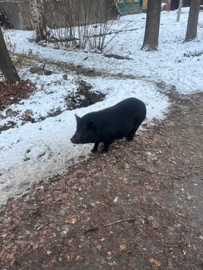 Город в Тверской области атаковали черные свиньи