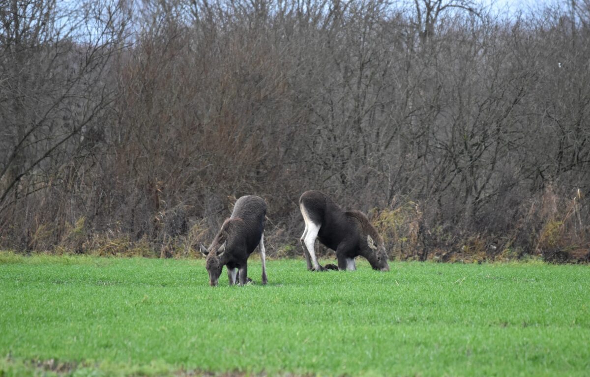 Жители Тверской области устроили семье лосей фотосессию