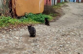 По улицам Твери гуляет кошачья банда