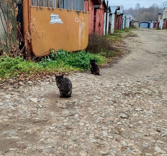 По улицам Твери гуляет кошачья банда