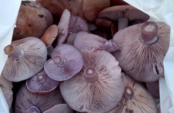 Жители Тверской области продолжают в ноябре собирать грибы Жители Тверской области продолжают в ноябре собирать грибы