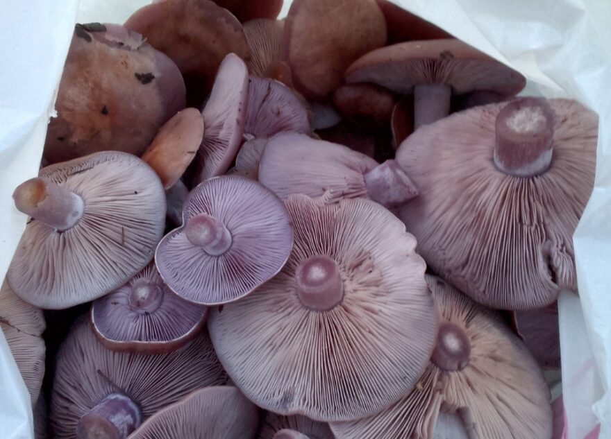 Жители Тверской области продолжают в ноябре собирать грибы