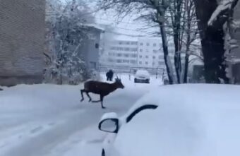 В Тверской области среди многоэтажек бегает дикий олень В Тверской области среди многоэтажек бегает дикий олень