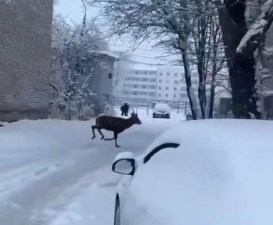 В Тверской области среди многоэтажек бегает дикий олень В Тверской области среди многоэтажек бегает дикий олень