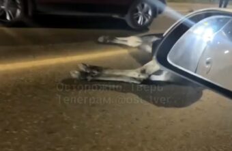 На Бурашевском шоссе под Тверью сбили лося