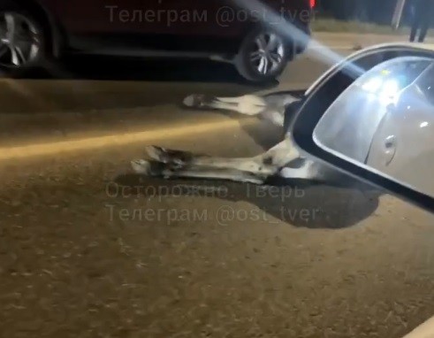 На Бурашевском шоссе под Тверью сбили лося