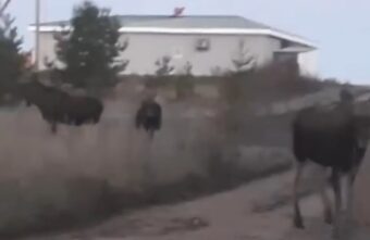 В городе Тверской области три лося вышли к людям