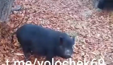 В городе Тверской области по улице бегает огромная свинья