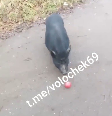 Знаменитая черная свинья из Тверской области оказалась живой