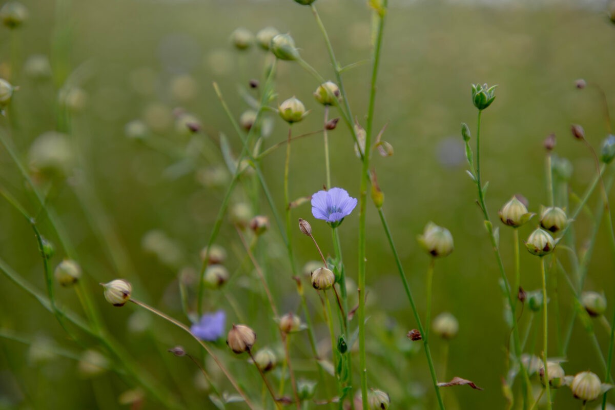 В Тверской области приняли решения по поддержке растениеводов и животноводов