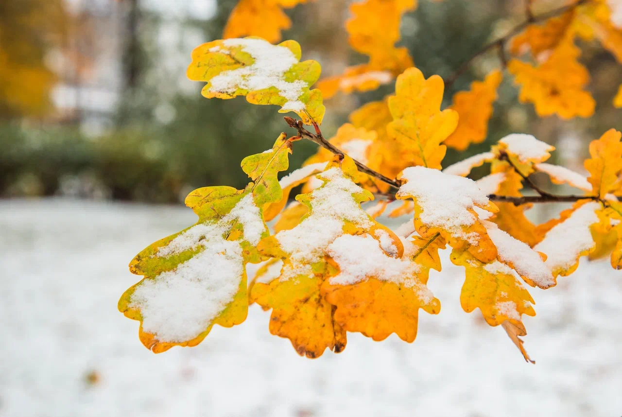 На Тверскую область надвигается снежный циклон "Каэтано" На Тверскую область надвигается снежный циклон "Каэтано"