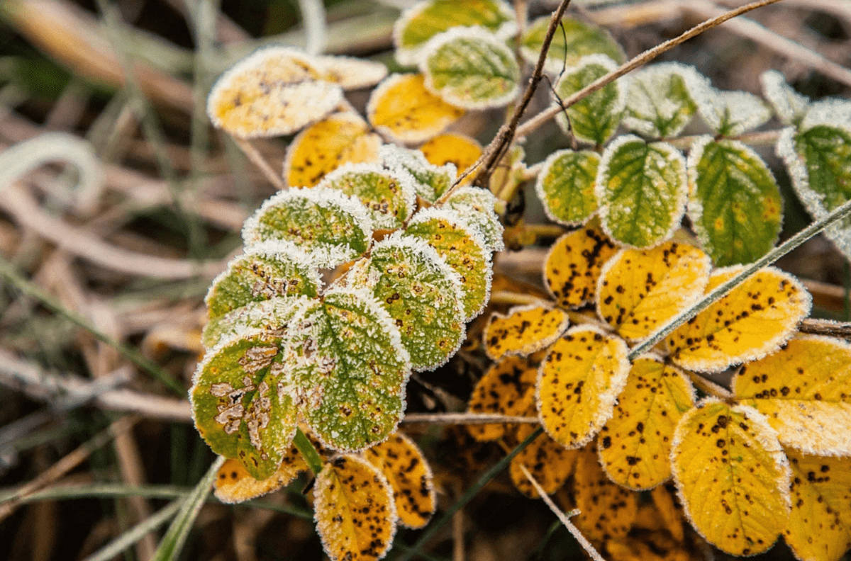 В ближайшее время в Тверскую область нагрянут настоящие морозы В ближайшее время в Тверскую область нагрянут настоящие морозы