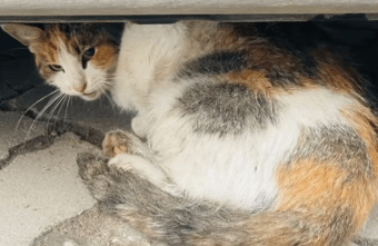 Тверским волонтерам удалось спасти животное, которое переехала машина