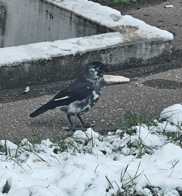 Жители Тверской области заметили птицу с сомнительной расцветкой