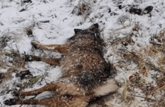 В Твери на железной дороге под снегом нашли собаку В Твери на железной дороге под снегом нашли собаку