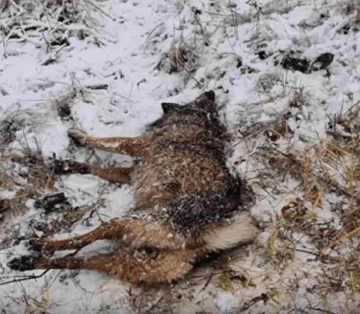 В Твери на железной дороге под снегом нашли собаку