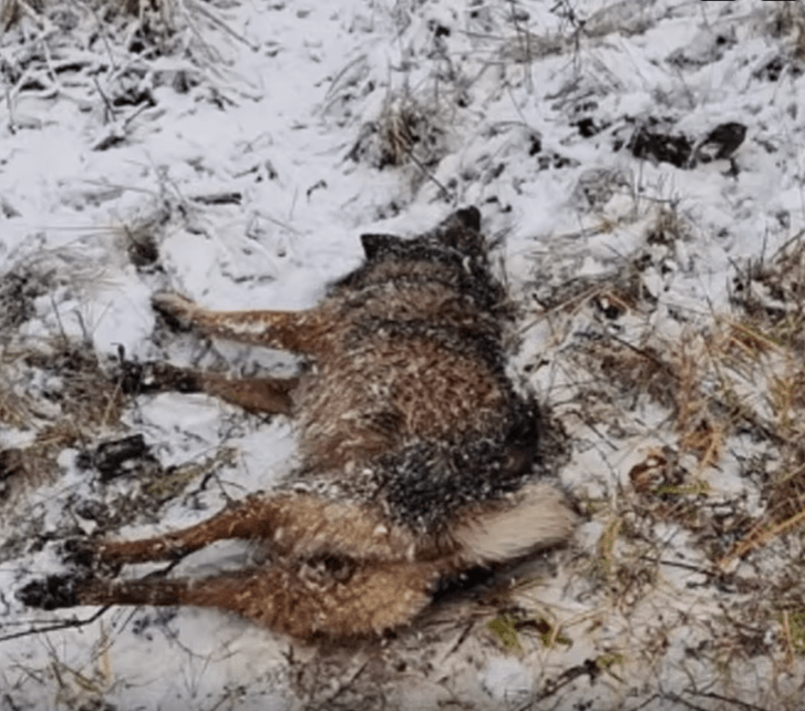 В Твери на железной дороге под снегом нашли собаку