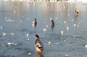 Из реки в Твери сетью вылавливают уток Из реки в Твери сетью вылавливают уток