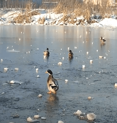 Из реки в Твери сетью вылавливают уток