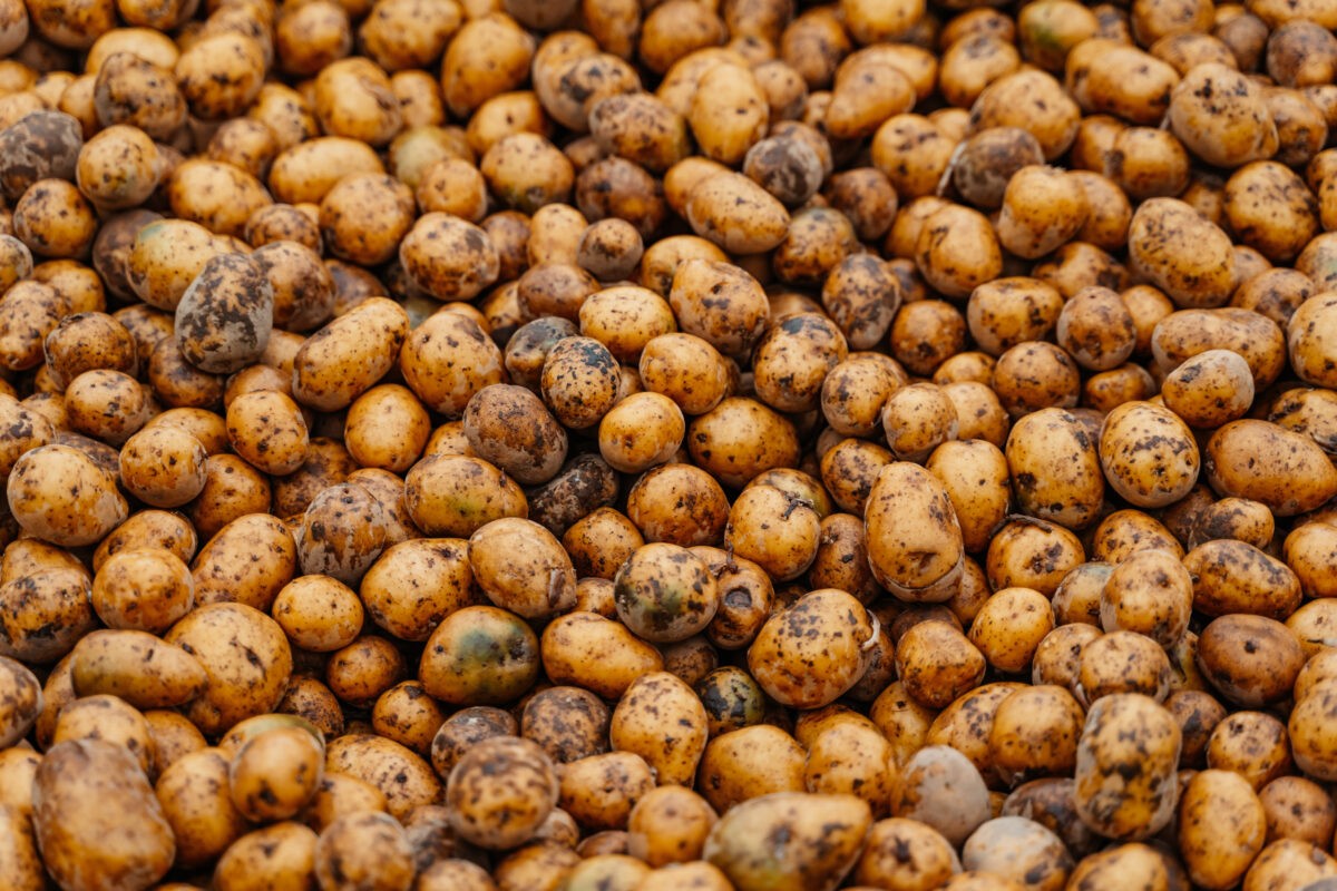 Патрушев анонсировал импорт картофеля в Россию из-за растущего спроса