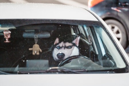 Немецким автомобилям нужно срочно возвращаться на российский рынок
