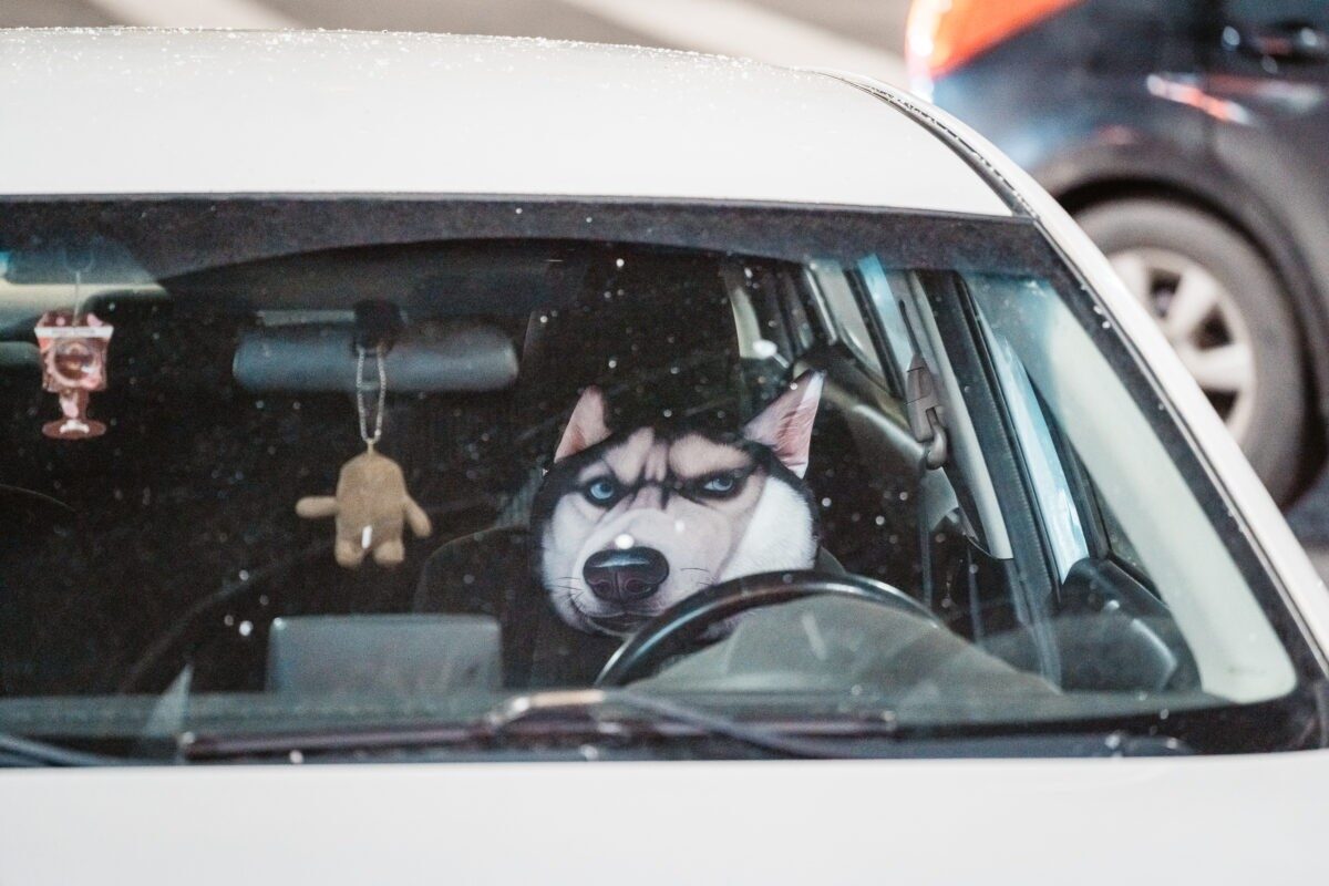 Немецким автомобилям нужно срочно возвращаться на российский рынок