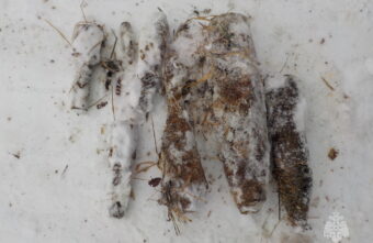 8 взрывоопасных предметов времён войны обезвредили в Тверской области