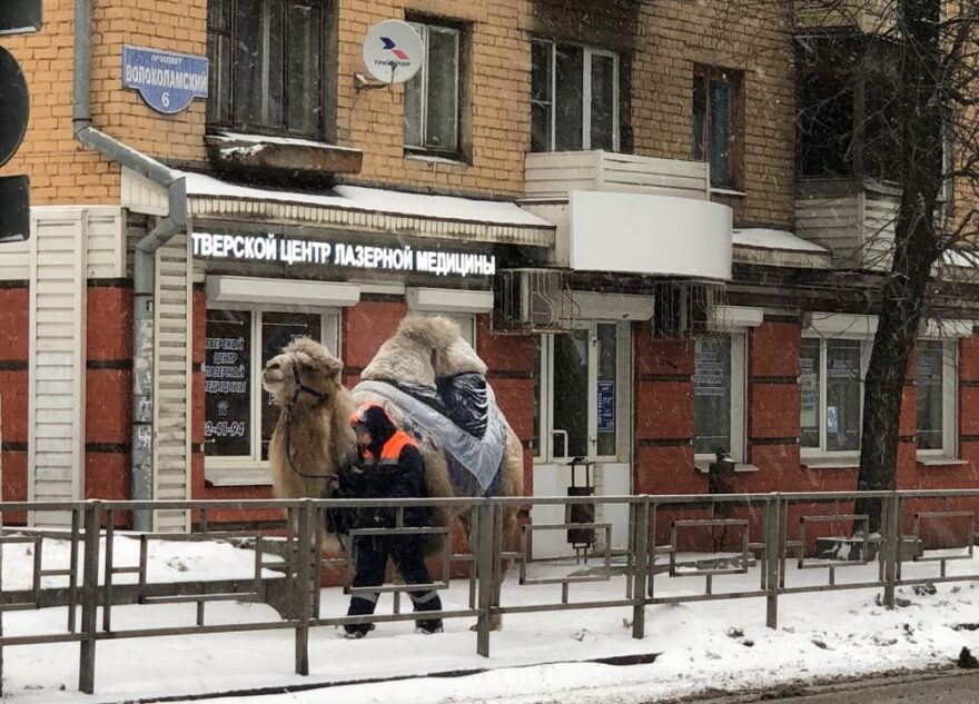 В Твери на зимнюю воскресную прогулку вышел верблюд
