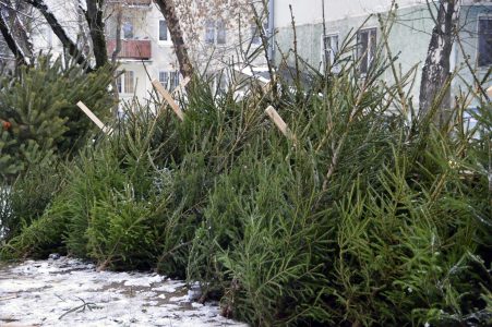 В Твери открываются елочные базары