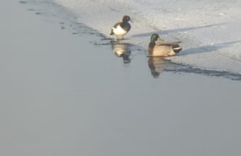 В Тверской области может погибнуть хохлатая чернеть