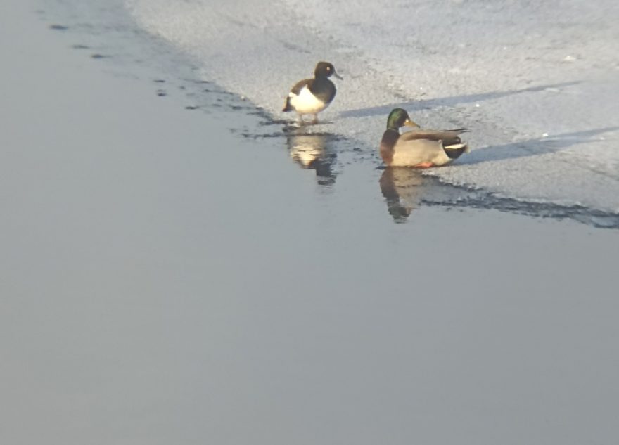 В Тверской области может погибнуть хохлатая чернеть