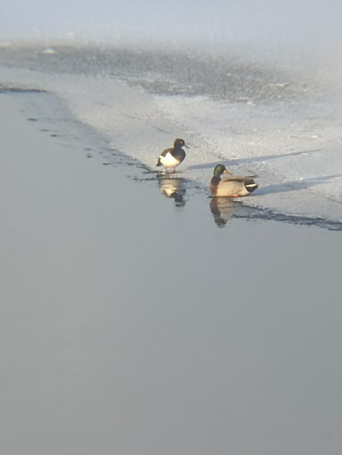 В Тверской области может погибнуть хохлатая чернеть В Тверской области может погибнуть хохлатая чернеть