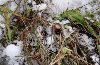 В Тверской области на Новый год срубили елку, посаженную в День Победы