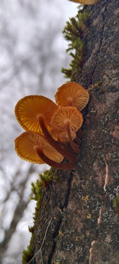 Жители Тверской области, идя за ёлкой в лес, еще и корзину грибов набирают
