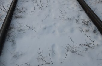 В Тверской области заметили следы рысей В Тверской области заметили следы рысей