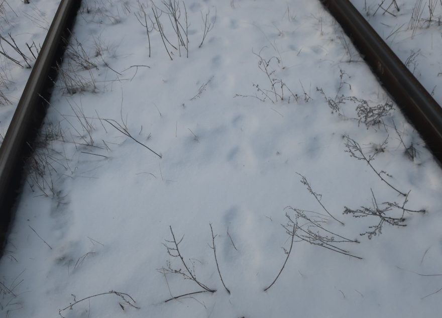 В Тверской области заметили следы рысей