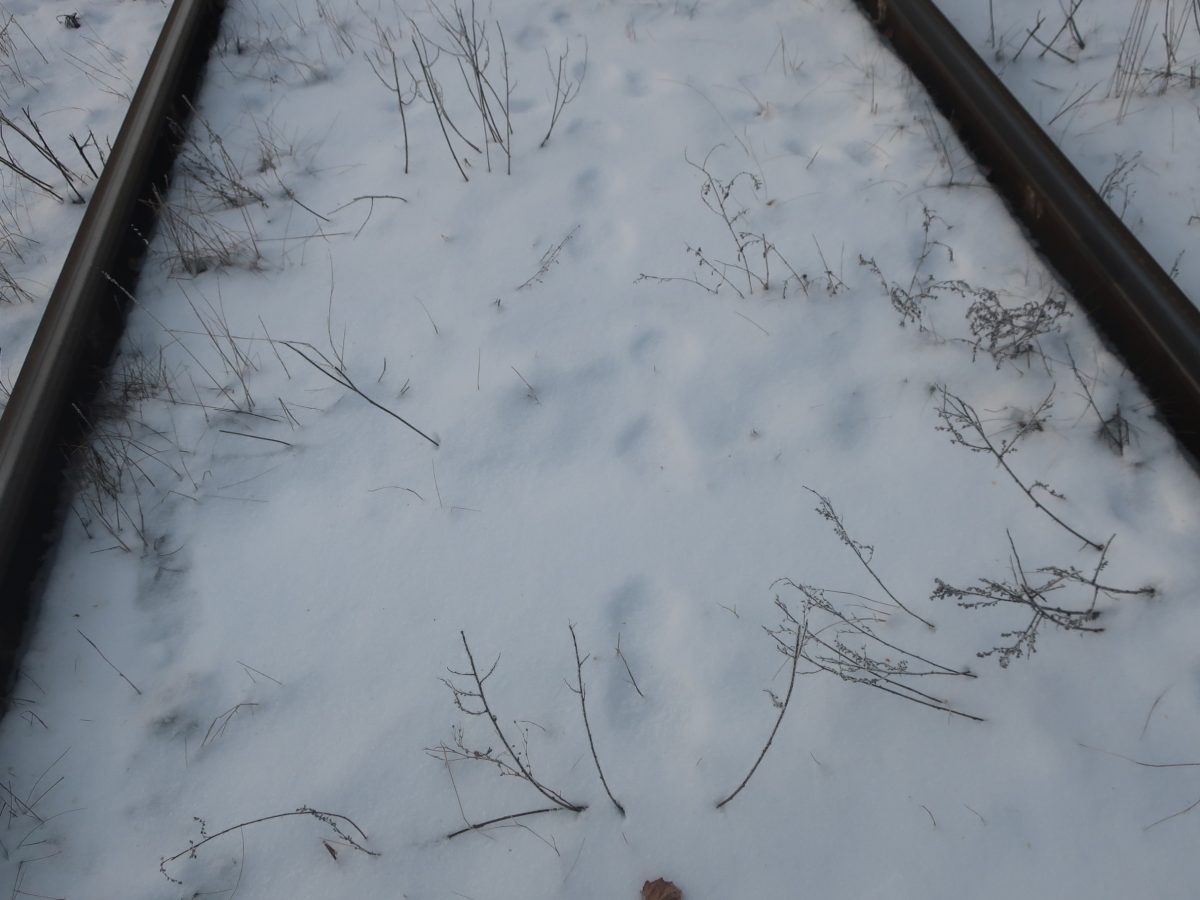 В Тверской области заметили следы рысей