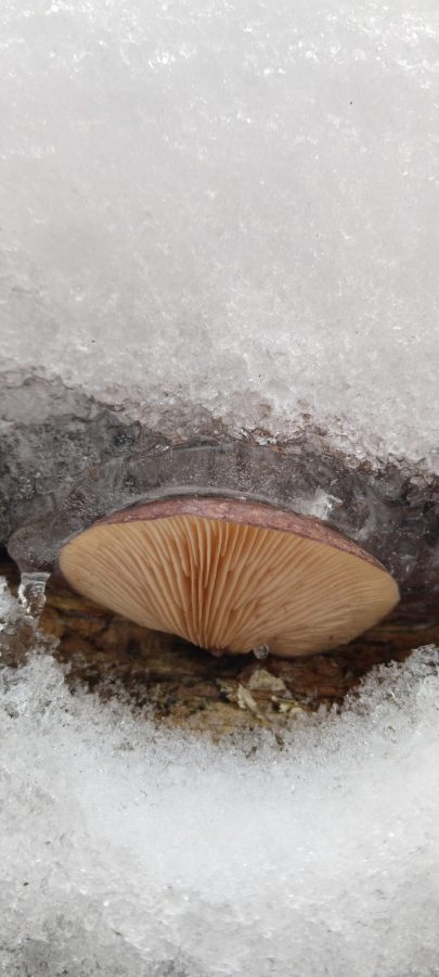 Жители Тверской области, идя за ёлкой в лес, еще и корзину грибов набирают