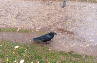 Жители Тверской области разыскивают без вести пропавшего ворона Жители Тверской области разыскивают без вести пропавшего ворона