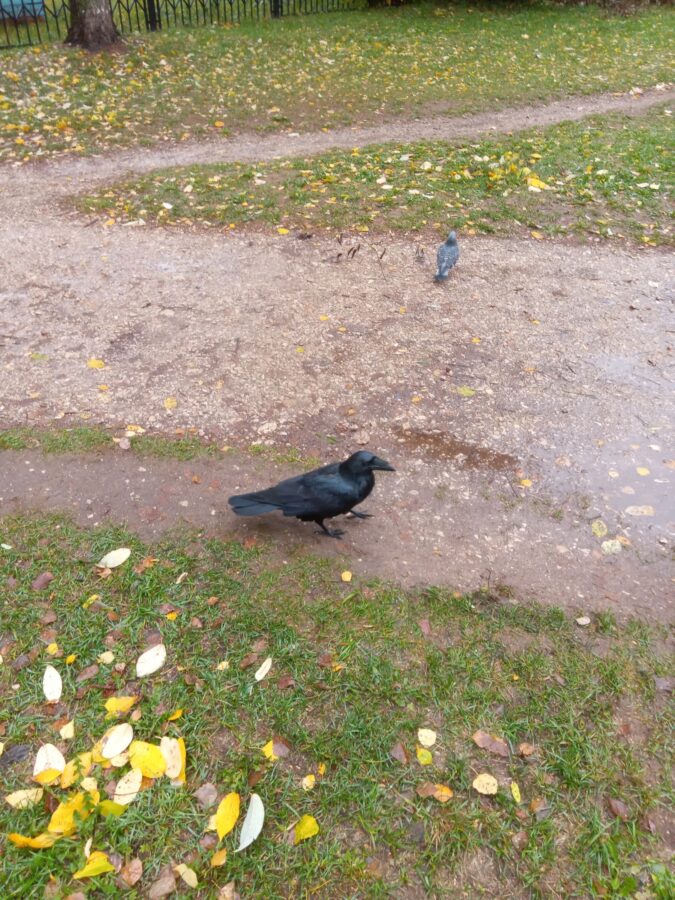 Жители Тверской области разыскивают без вести пропавшего ворона Жители Тверской области разыскивают без вести пропавшего ворона