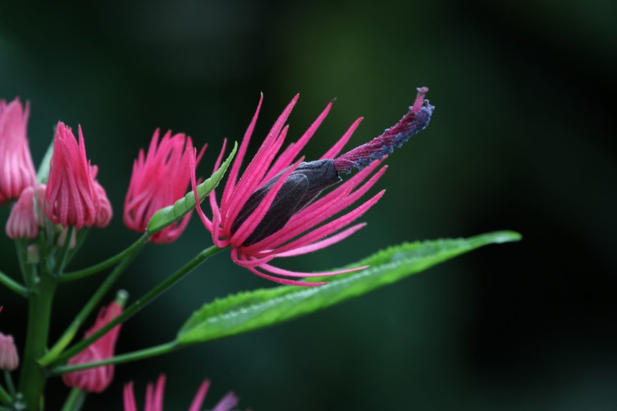 Жителей и гостей Твери приглашают посмотреть на «бразильские свечи»