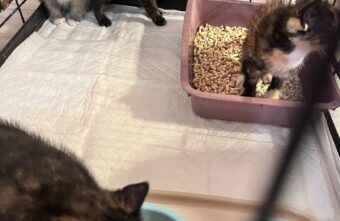 В Тверской области котят бездушно выбросили в мусорные баки В Тверской области котят бездушно выбросили в мусорные баки