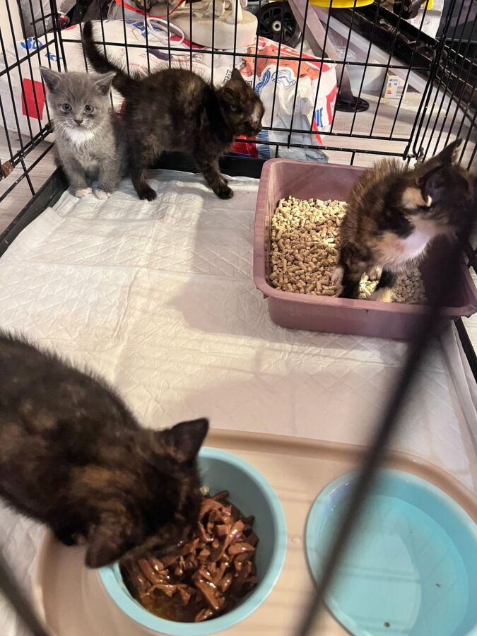 В Тверской области котят бездушно выбросили в мусорные баки