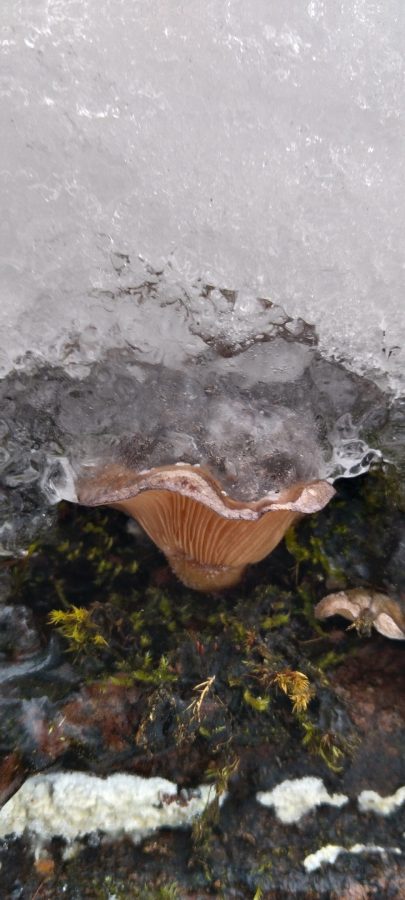 Жители Тверской области, идя за ёлкой в лес, еще и корзину грибов набирают