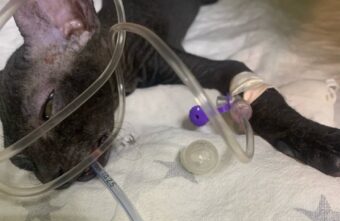 В Твери ветеринары спасли котенка, который проглотил детскую соску